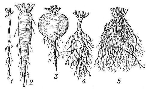 Проводящая зона. Строение корня растения. Особенности строения корня. Организационный момент. Приветствие